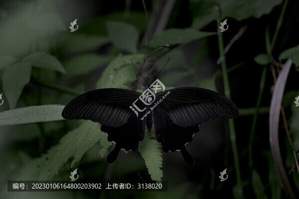 黑色蝴蝶
