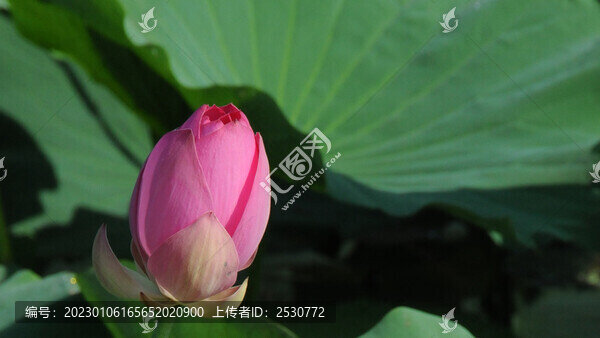 一枝荷花滿塘紅