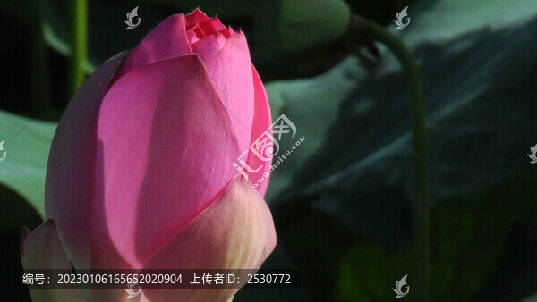 嬌羞可人花蓮紅