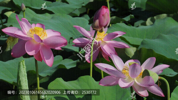 次第爭放艷荷花