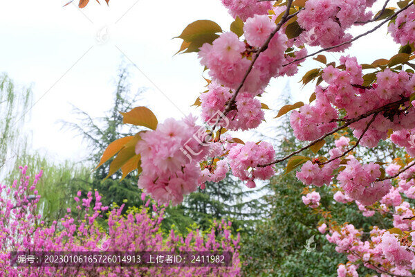 櫻花