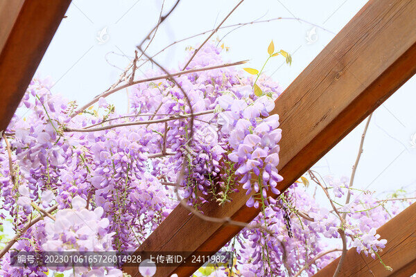 紫藤花
