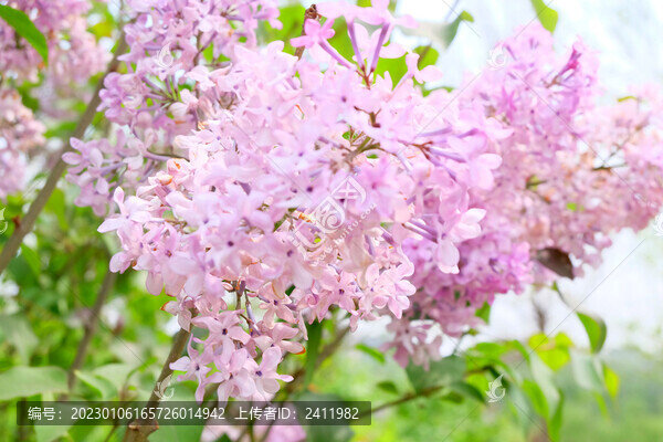 丁香花