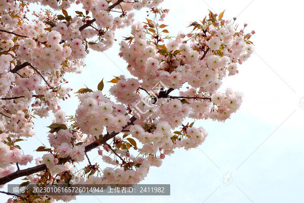 櫻花
