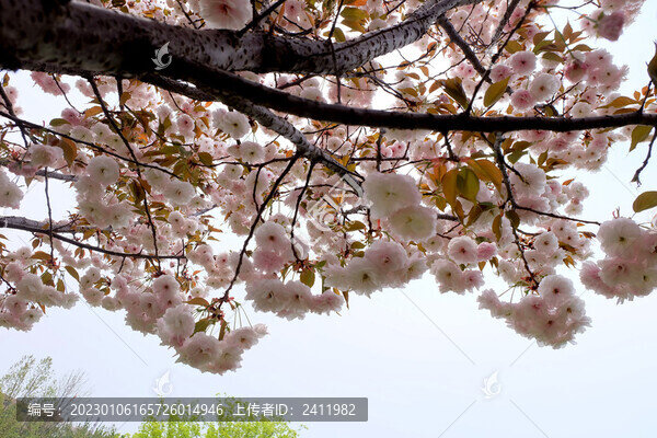 櫻花