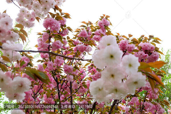 櫻花