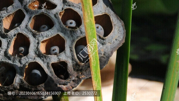 成熟的蓮蓬