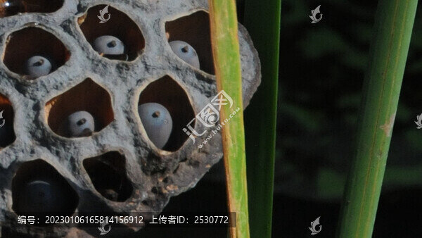 蓮蓬子特寫