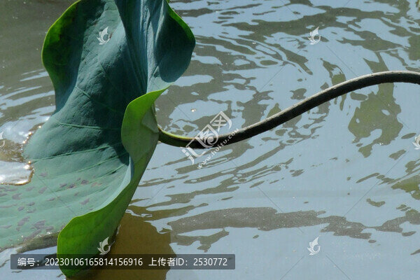 一支荷葉探波來