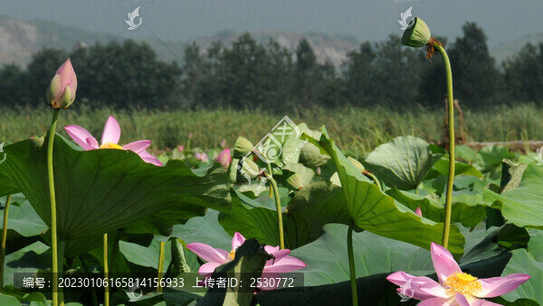 滿塘蓮花映夏光