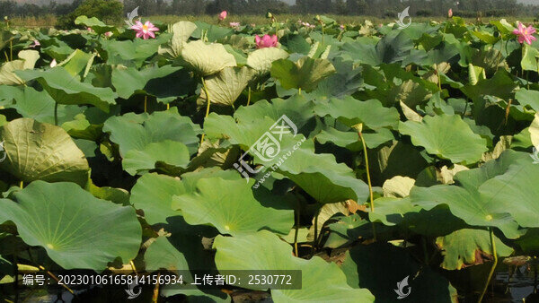 風卷荷葉花滿塘