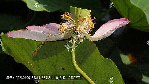 殘荷