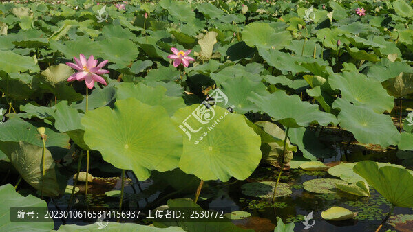 滿塘荷葉