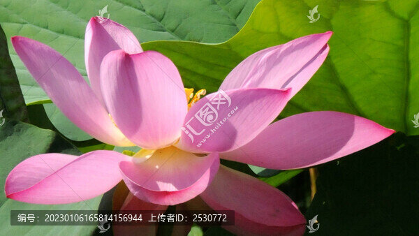 夏蓮逆光照