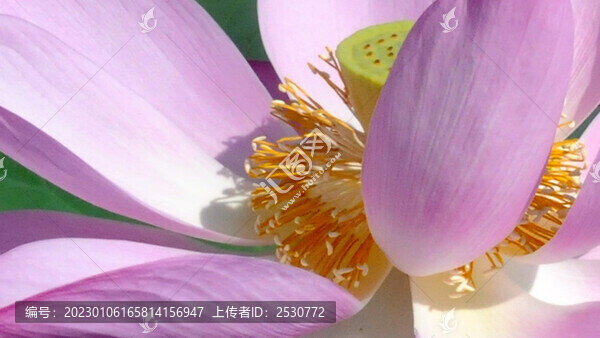 荷花特寫