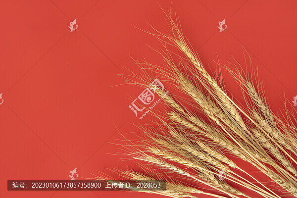 芒種節(jié)氣稻穗海報(bào)