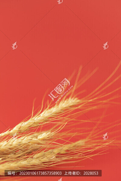芒種節(jié)氣微縮創(chuàng)意海報