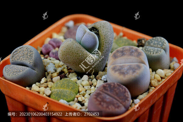 黑底生石花多肉