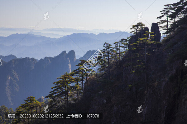 黃山松