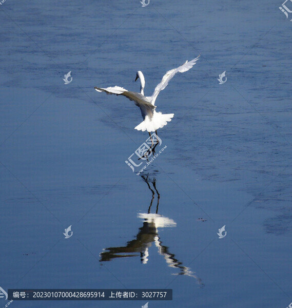 白鷺