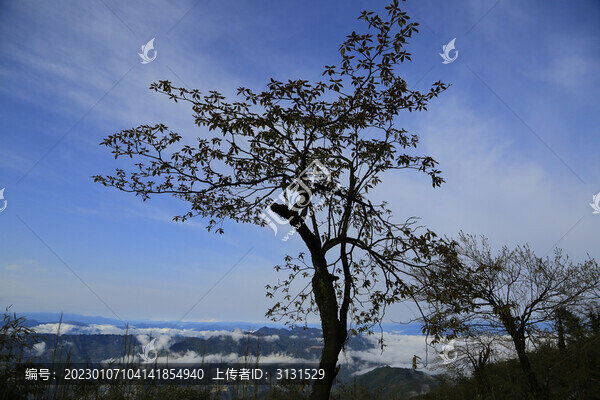 沐川辛夷花