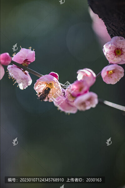 梅花