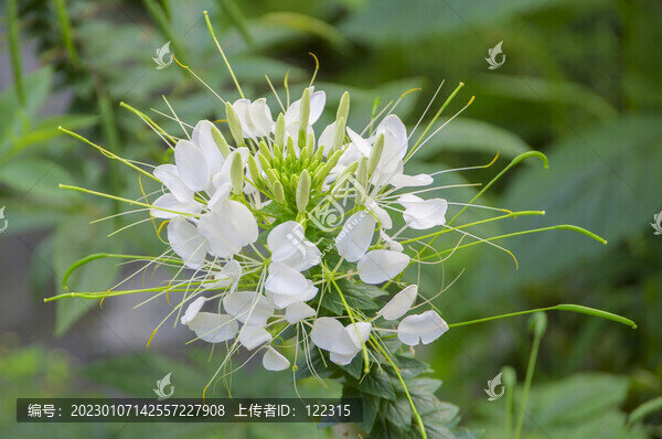 醉蝶花