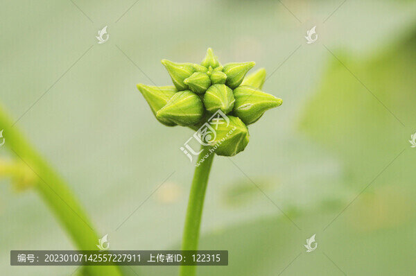 絲瓜花