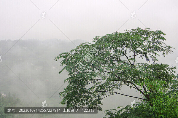 合歡樹