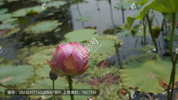荷花