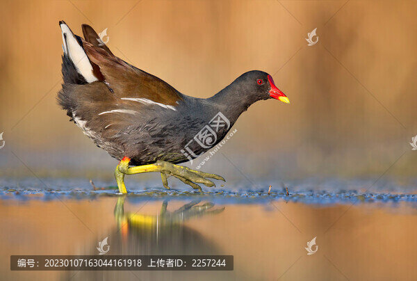 黑水雞