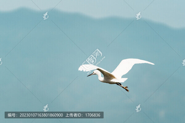飛鳥特寫