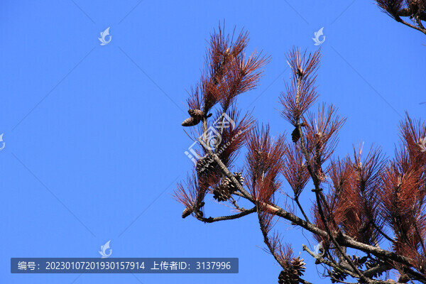 紅色松樹素材背景