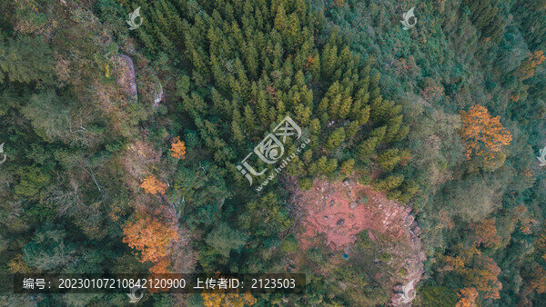 俯拍山坡上的樹木