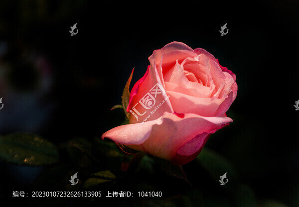 月季花