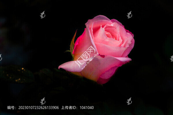 月季花