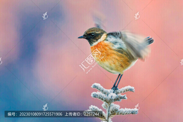 黑喉石鵖