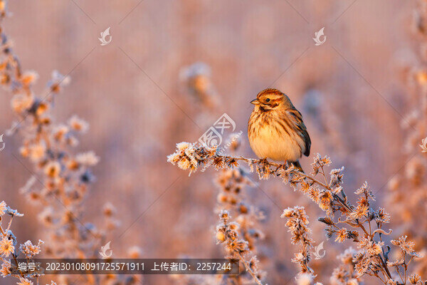 鹀