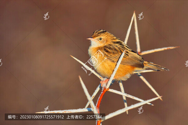 金頭扇尾鶯
