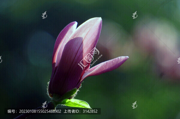 玉蘭花