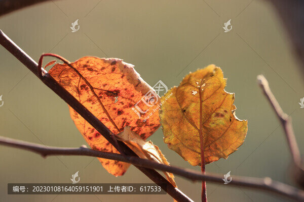逆光樹(shù)葉