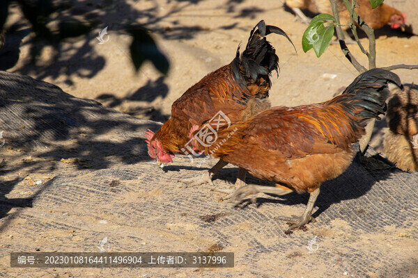 公雞覓食