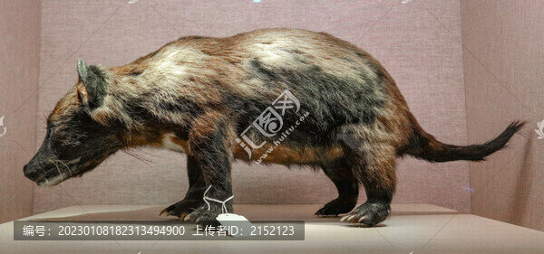 袋獾標(biāo)本