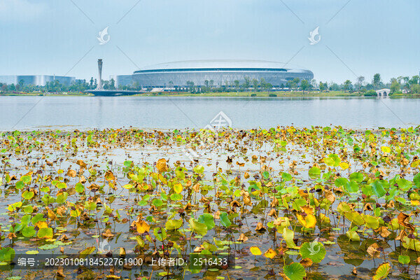 四川成都東安湖公園體育館荷塘