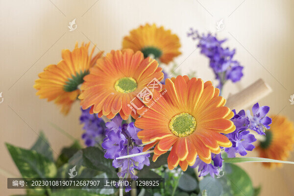 唯美非洲菊
