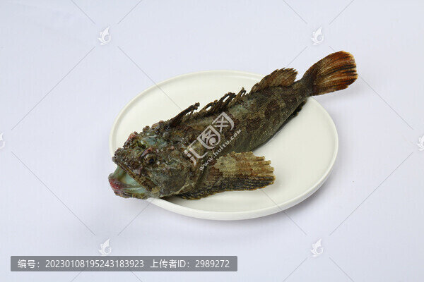 先生魚