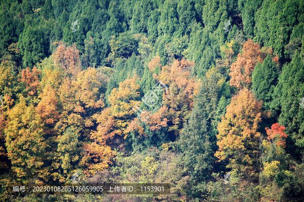 秋天的樹林