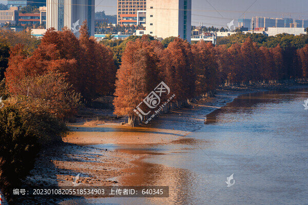 廣州大石街道海堤路落羽杉