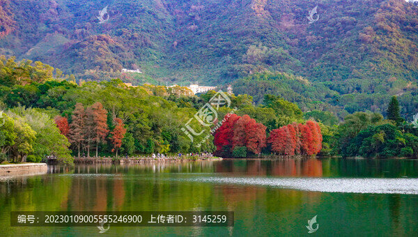 深圳仙湖植物園秋冬落羽杉風(fēng)貌