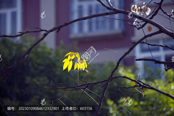 欒樹